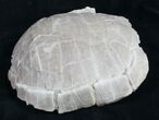 Oligocene Tortoise (Stylemys) - Removable From Base #9874-9